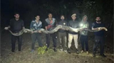 Video: 17-feet-long Python, weighing nearly 100 kg, found in Assam